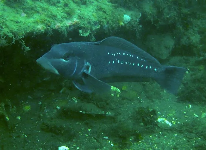 Rollizo pesca de invierno
