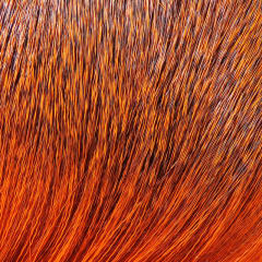 PREMO DEER HAIR STRIP ORANGE