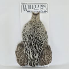 BRAHMA HEN WHITING