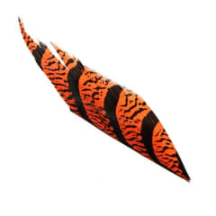 LADY AMHERST TAIL