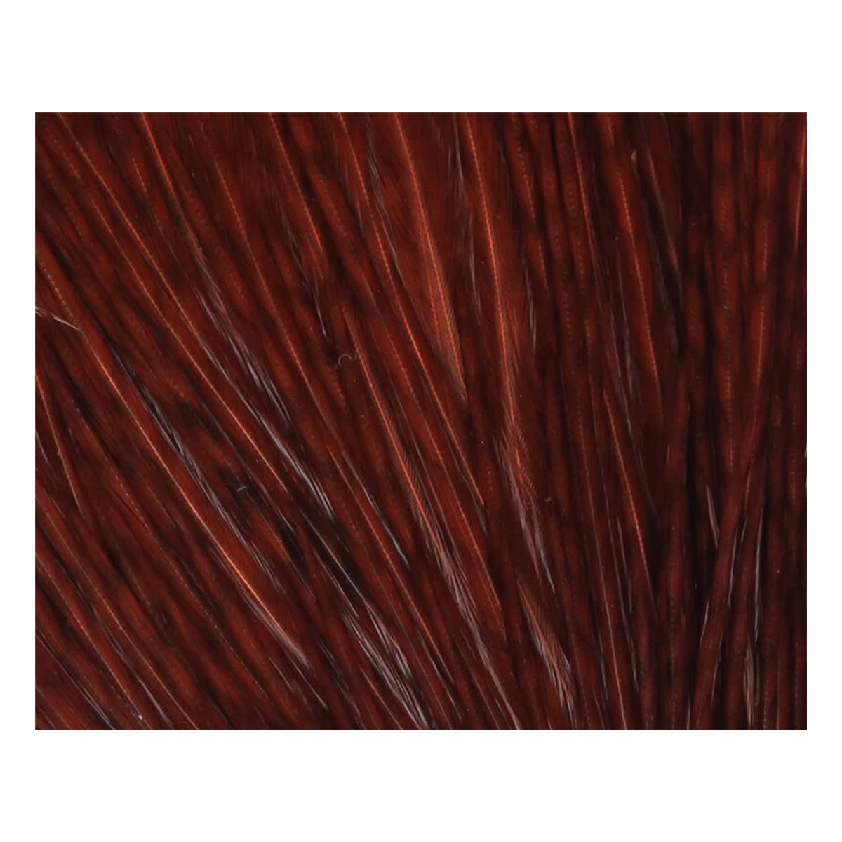HARELINE HALF ROOSTER CAPE BROWN1