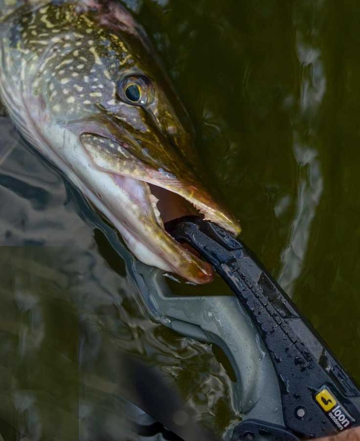 ALICATE LOON APEX LIP GRIPPER2