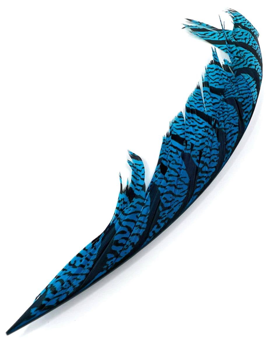 LADY AMHERST TAIL2