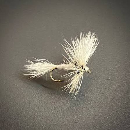 ADAMS WHITE1