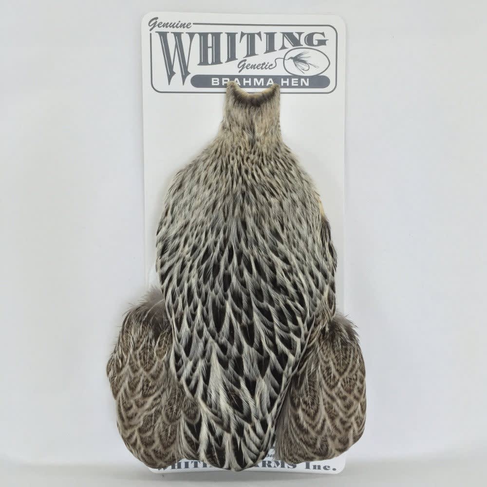BRAHMA HEN WHITING1