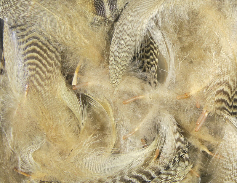 UV2 MALLARD FLANK TAN1