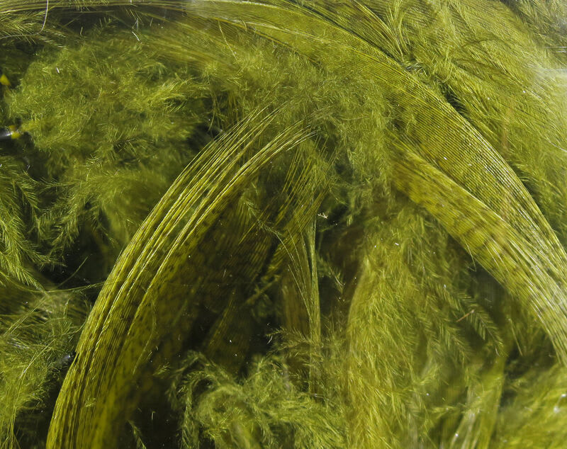 MALLARD FLANK OLIVE2