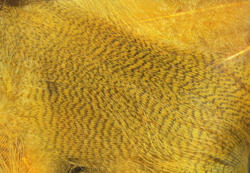 MALLARD FLANK WOODDUCK GOLD2