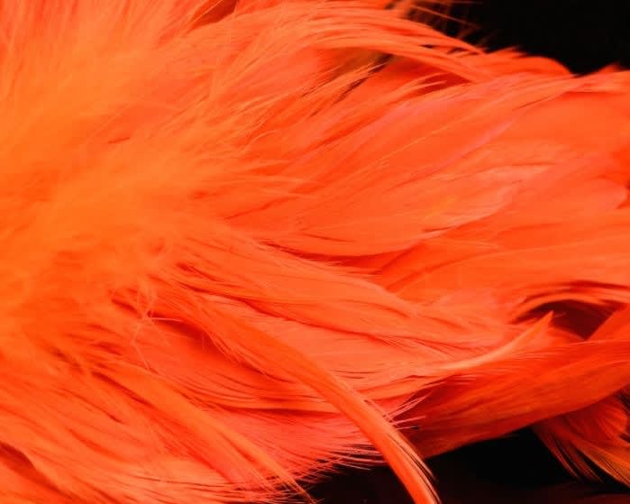 FISH HUNTER SCHLAPPEN1