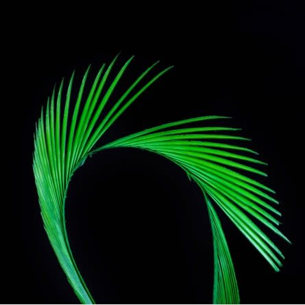 STRIPPED GOOSE BIOTS2