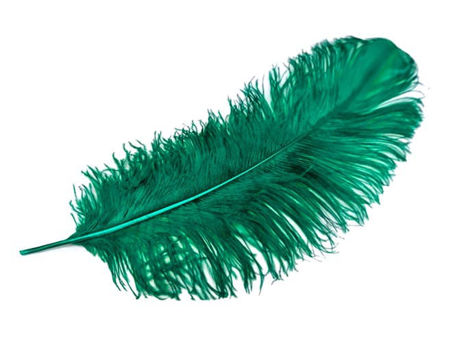 OSTRICH PLUME NATURES SPIRIT3
