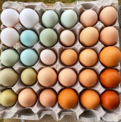 Porque los huevos tienen distinto color y que significa en la nutrición?