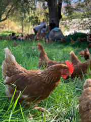 Huevos de Gallina Feliz: ¿son más nutritivos?