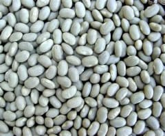 POROTOS BURROS