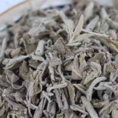 SALVIA
