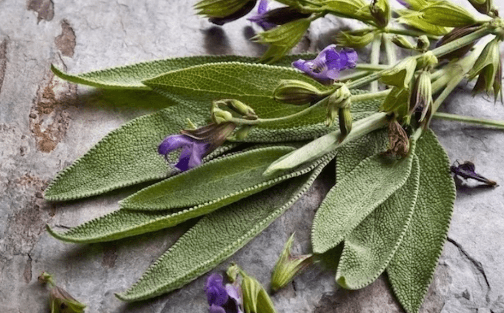 SALVIA2