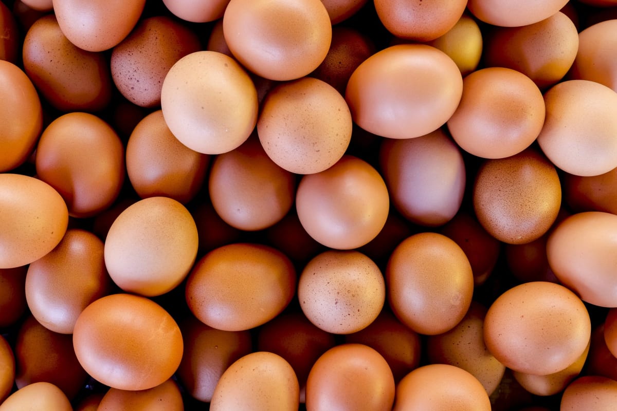 Bandeja Huevos de Pollita 30 unidades · Gallina Feliz1