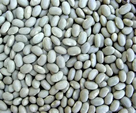 POROTOS BURROS1