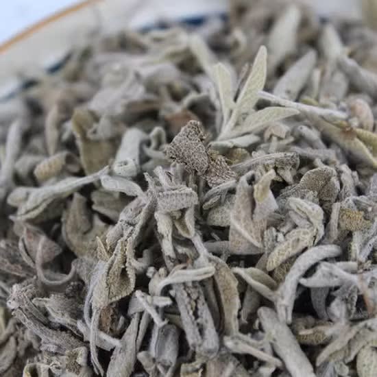 SALVIA1