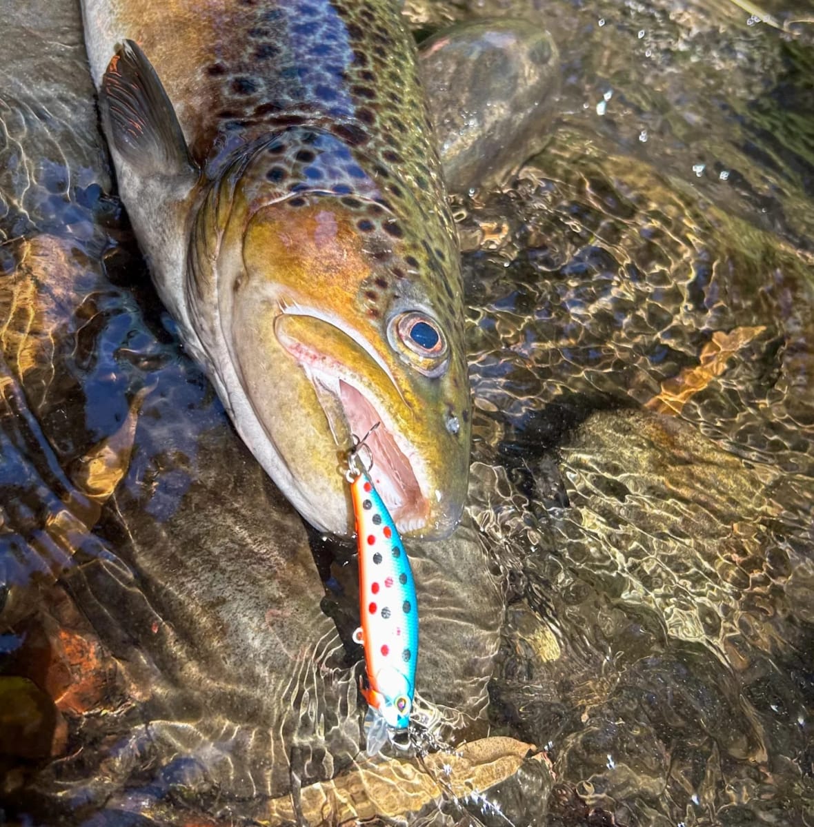 Comienza la pesca de río