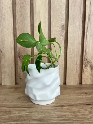 FLORERO IRREGULAR SOHO