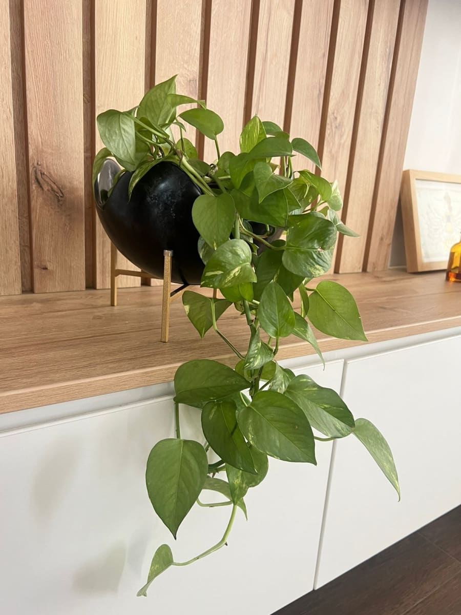 MACETA DE MESA ORGANIC1