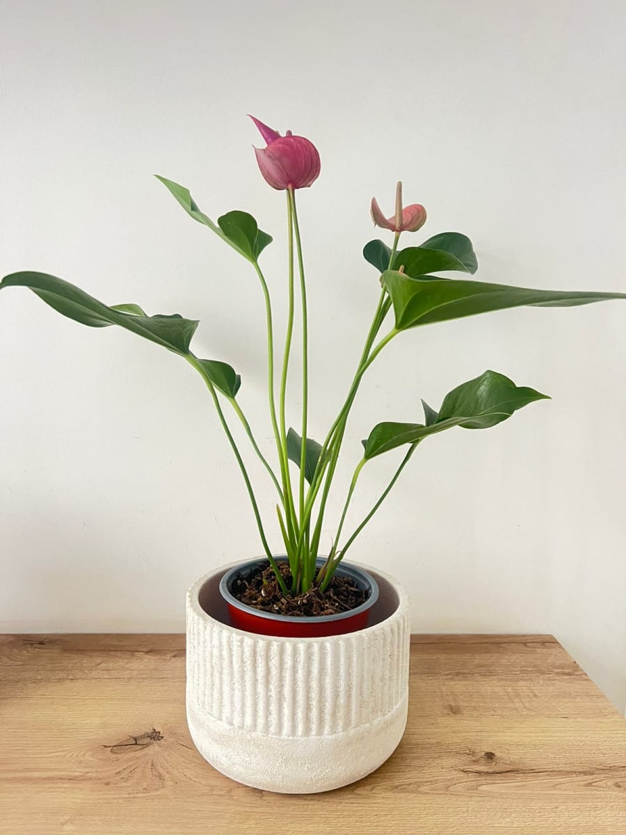 PORTAMACETA RANURADO CALIZA1