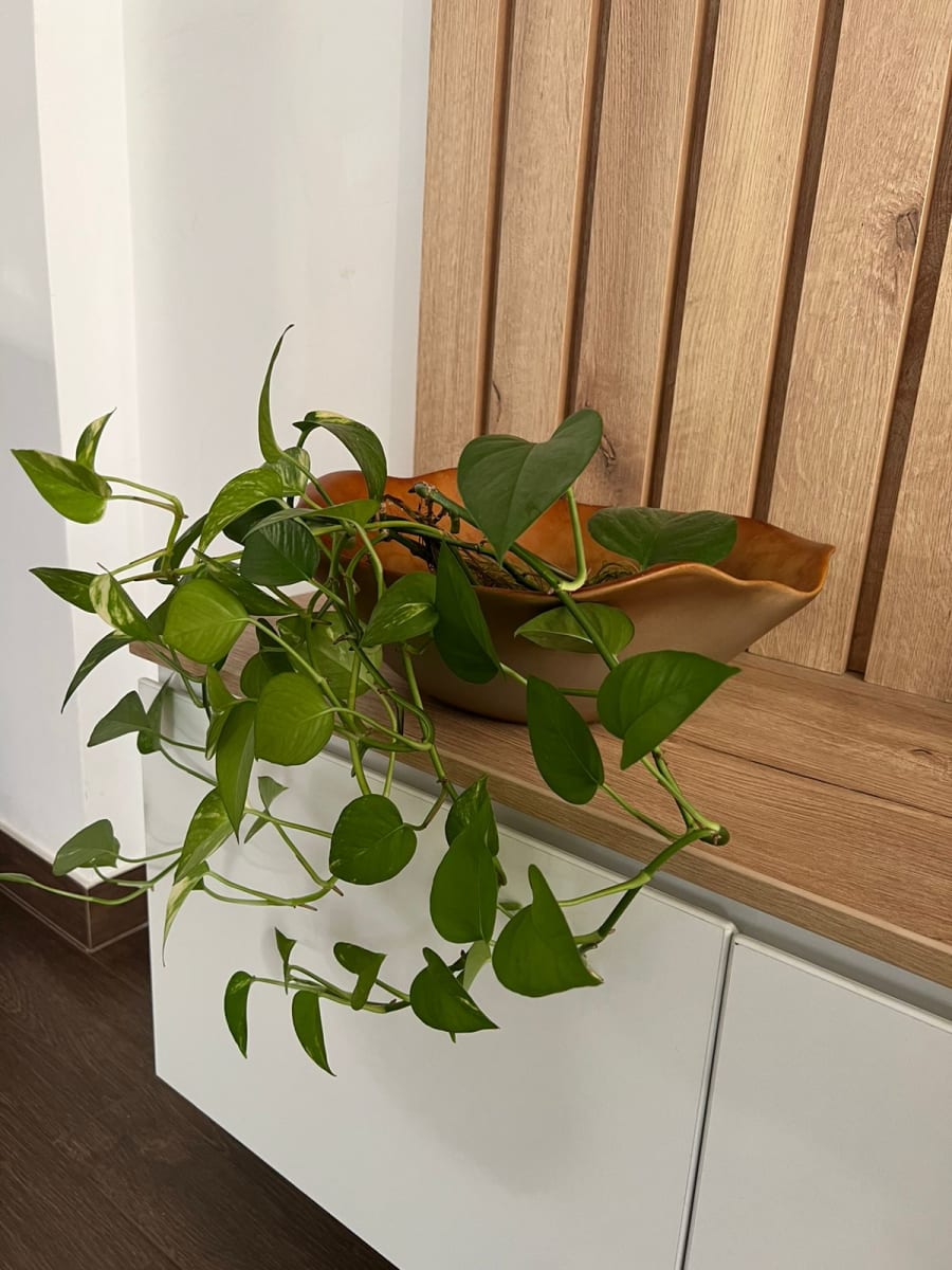 PORTAMACETA ORGANIC TERRA1