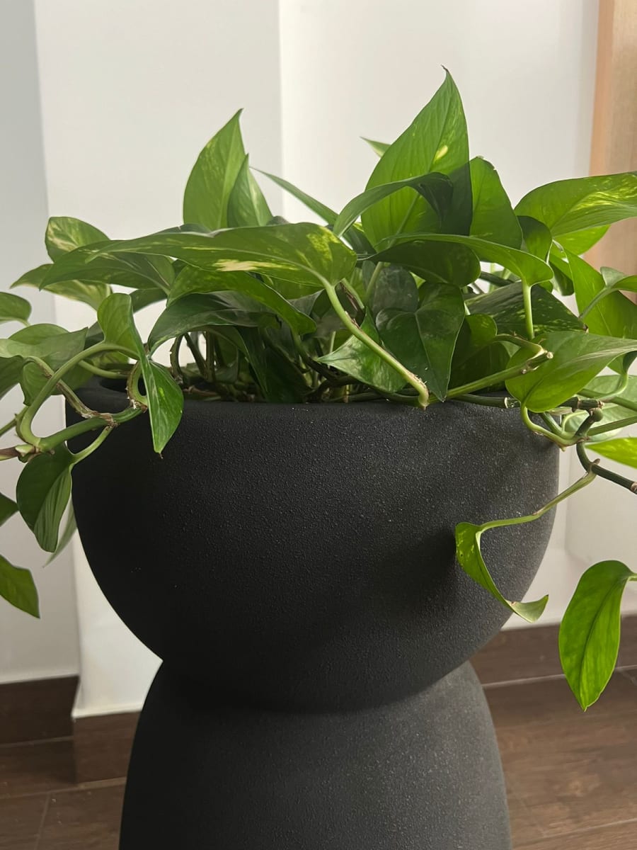 MACETERO OSLO BLACK1