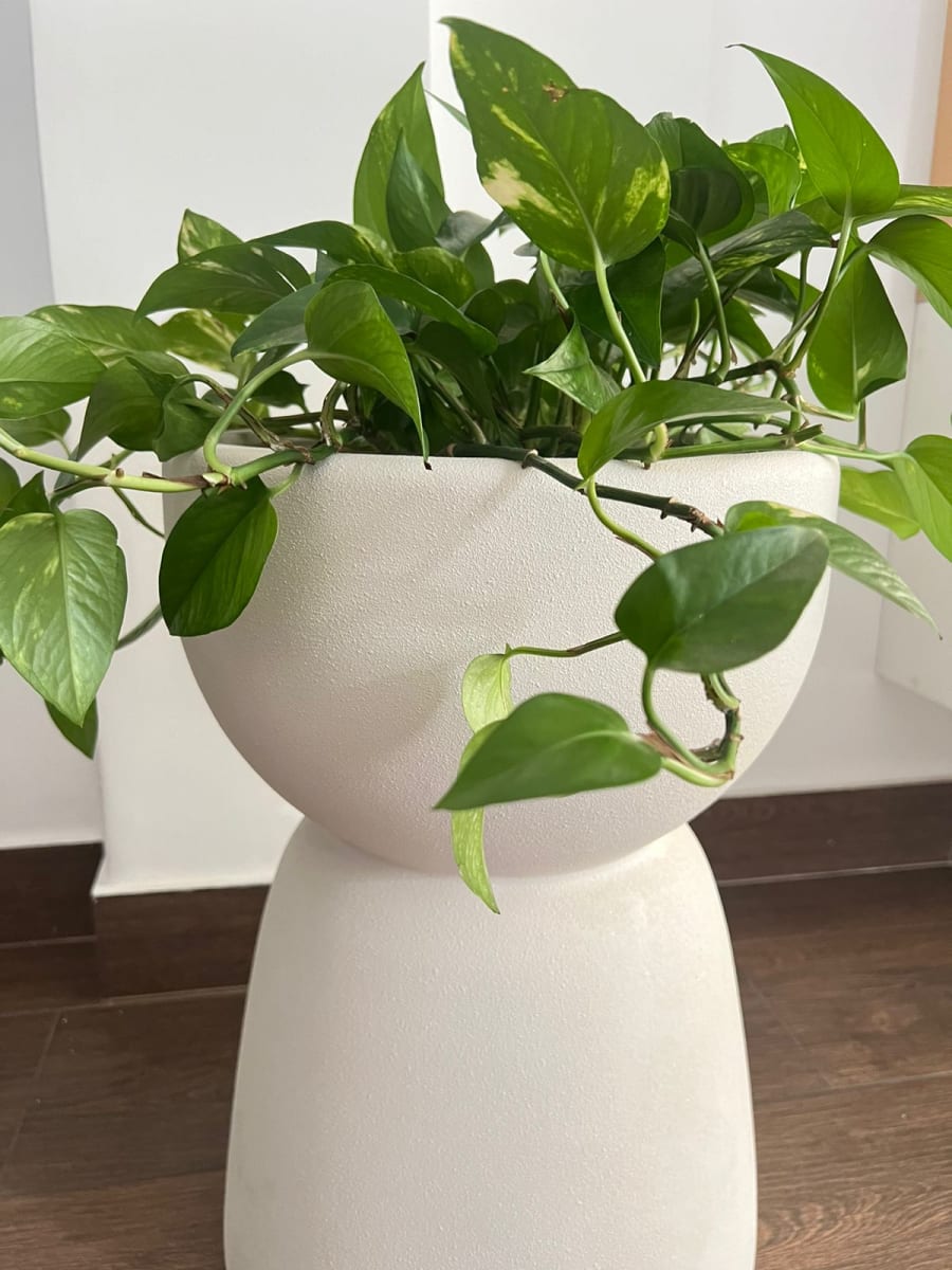 MACETERO OSLO IVORY1