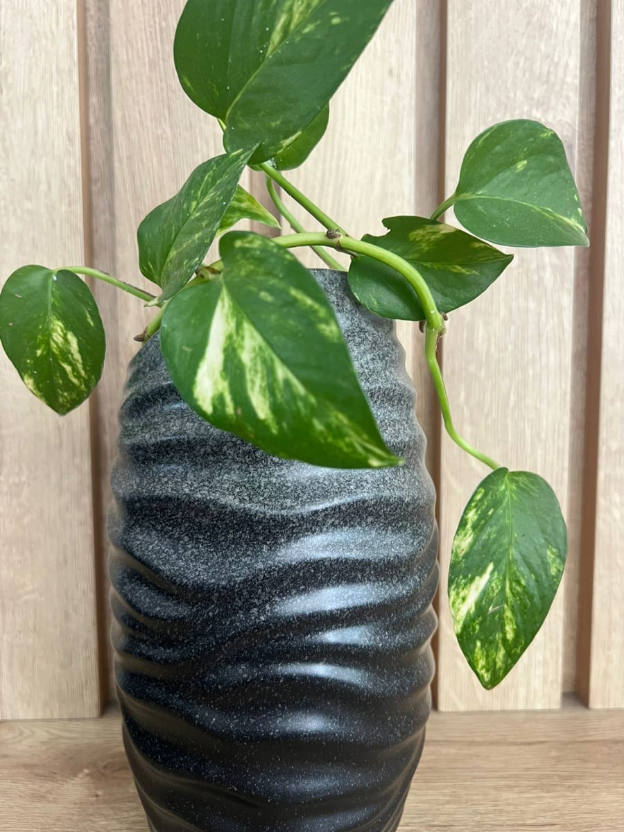 FLORERO SOHO  LARGO PETIT3