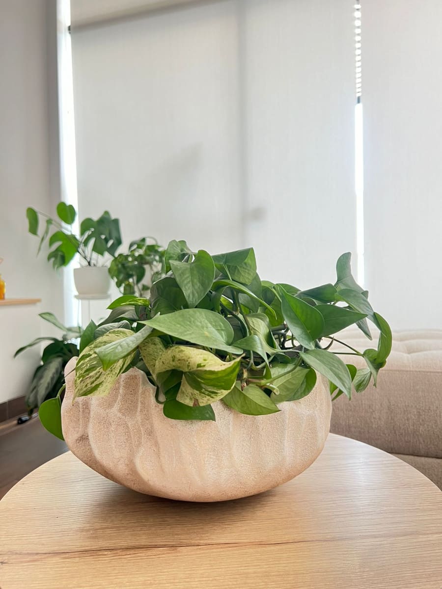 PORTAMACETA CENTRO DE MESA ORGÁNICO