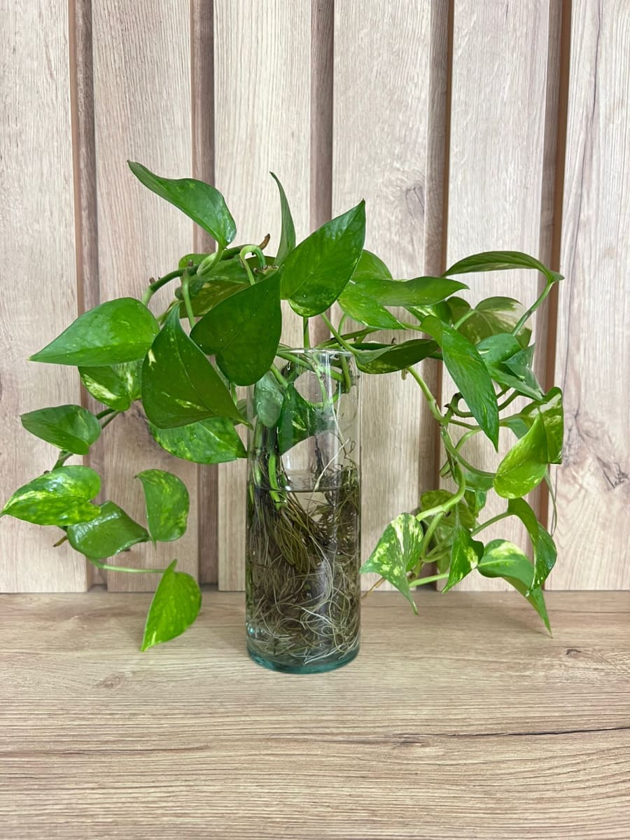 RECIPIENTE DE VIDRIO PARA PLANTA