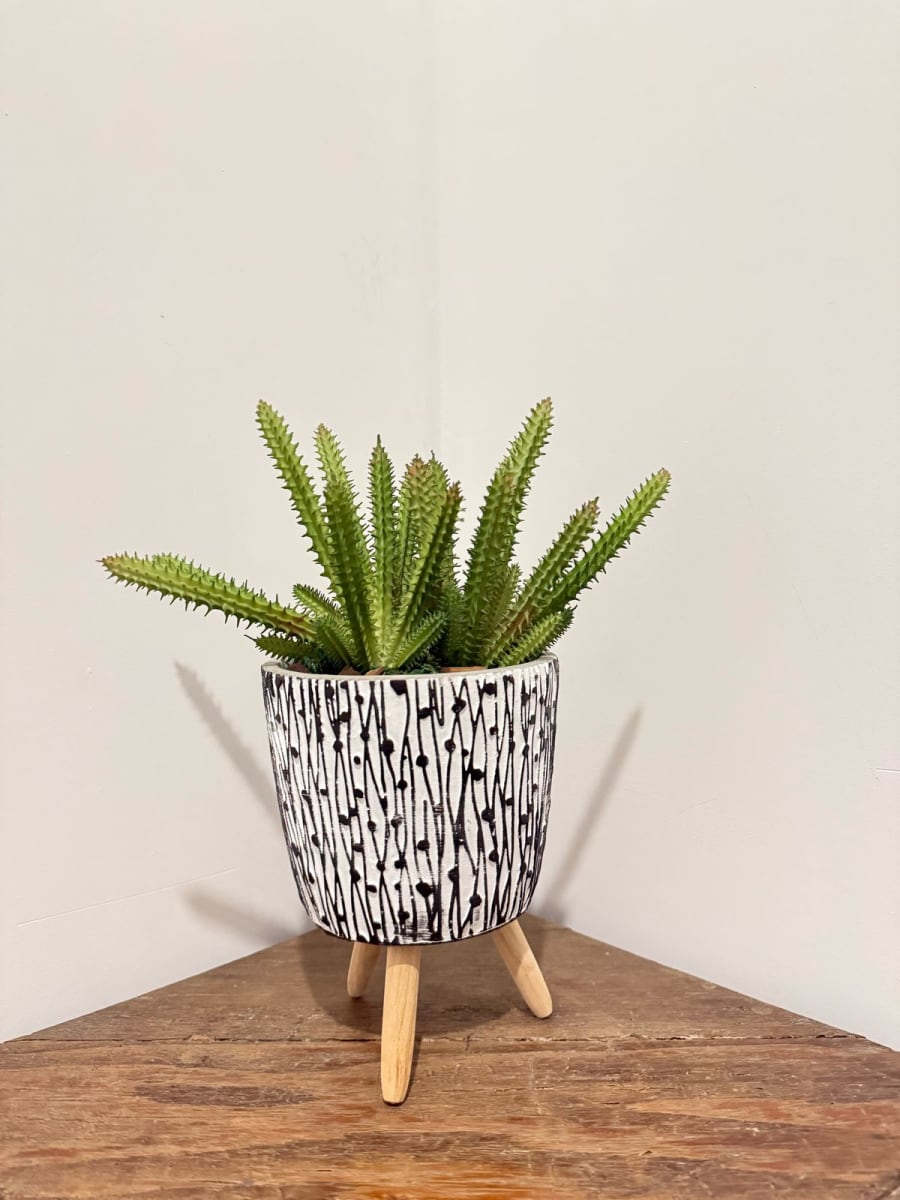 ARREGLO FLORAL CACTUS CEREUS