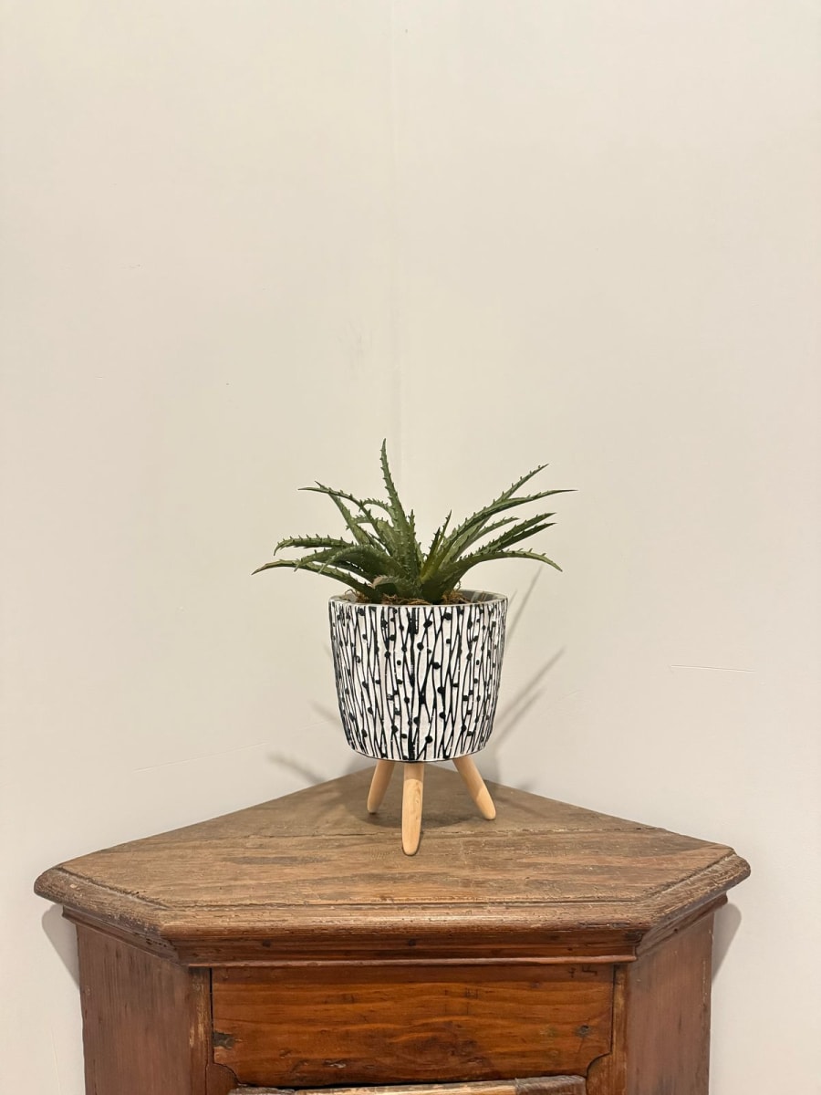 ARREGLO FLORAL CACTUS ALOE2