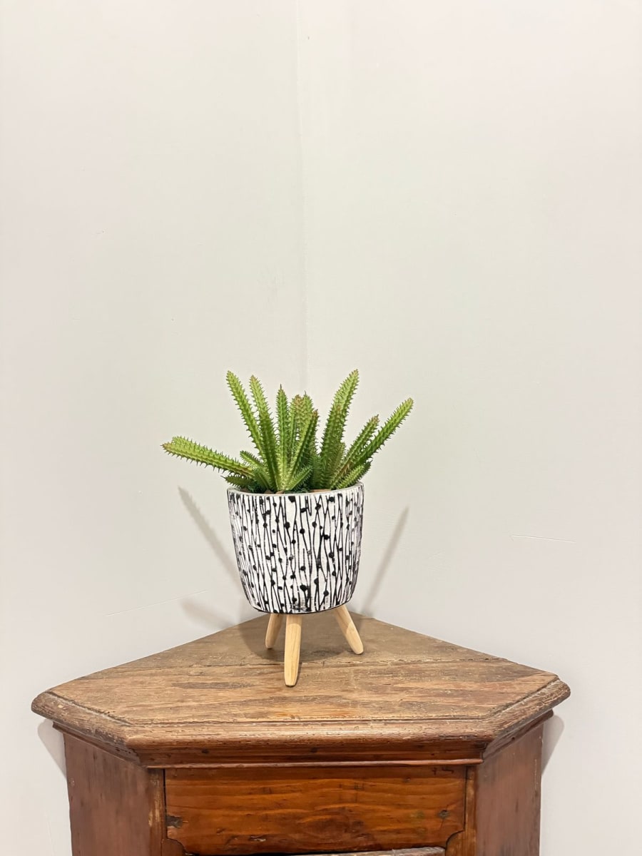 ARREGLO FLORAL CACTUS CEREUS1