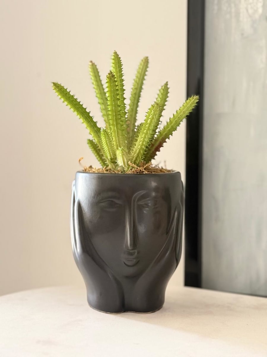 ARREGLO FLORAL CARA CEREUS BLACK