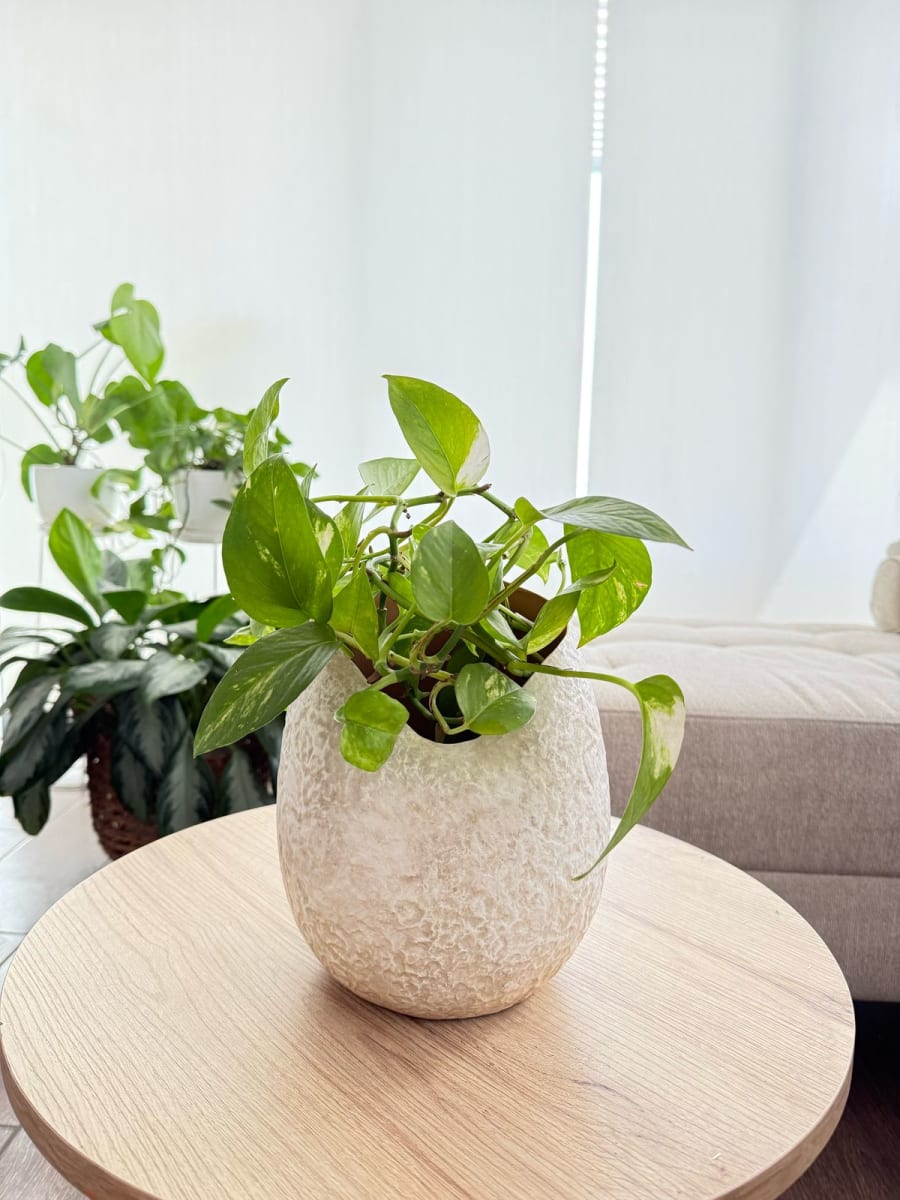 JARRÓN CURVED ORGANIC2