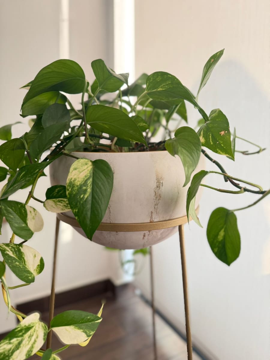 MACETERO DE PISO DEEP