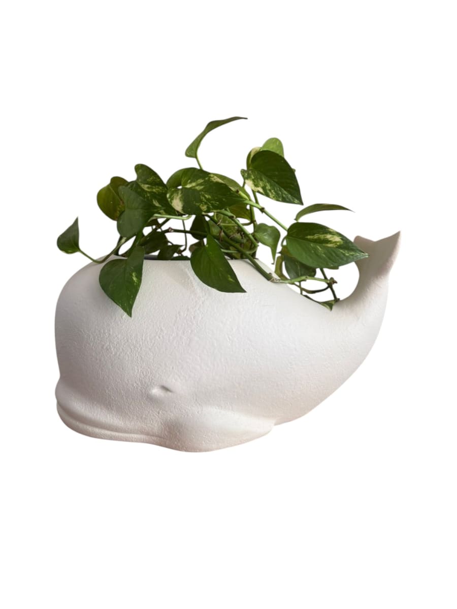 ADORNO MACETERO BALLENA COASTAL3