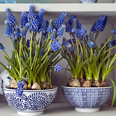 ¿Por qué los bulbos de Blume in a pot pueden florecer todo el año?