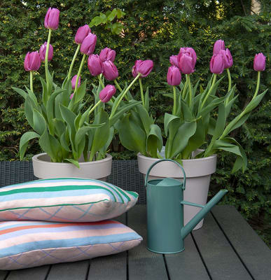 ¿Cómo debo cuidar mi flor de bulbo?