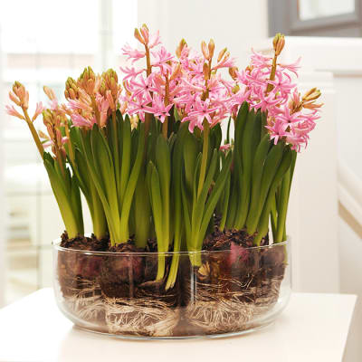 ¿Cómo debo conservar los bulbos luego de que termina la floración?