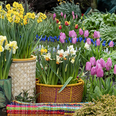 ¿Qué uso puedo darle a mi flor de bulbo?