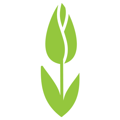 Tulipanes