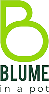 Blume in a pot