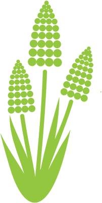 Muscari