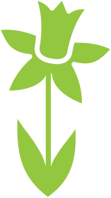 Narcisos