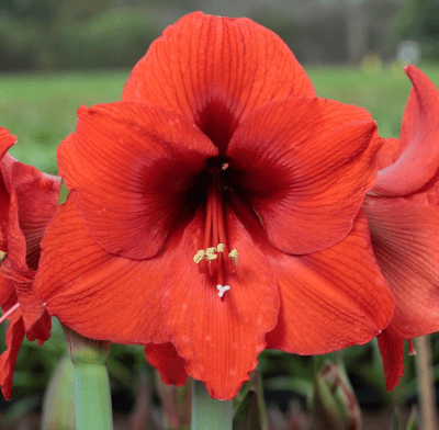 Amaryllis