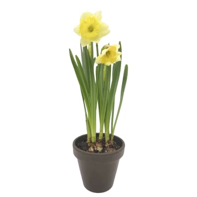 Narcisos en macetero de arcilla